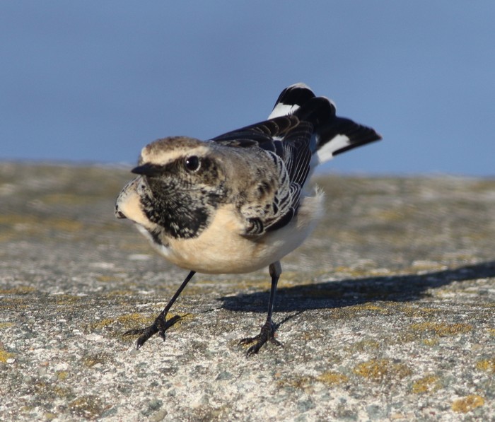 Pied Wheatear