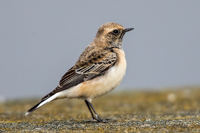 Pied Wheatear