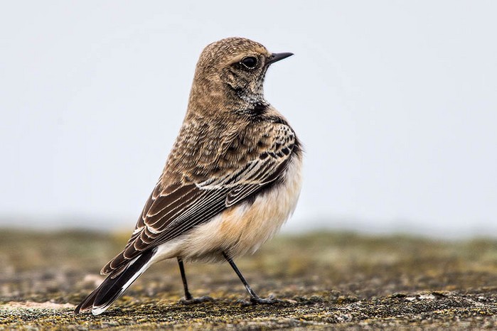 Pied Wheatear