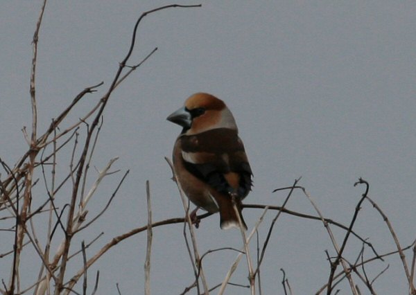 Hawfinch