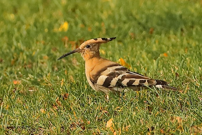 Hoopoe