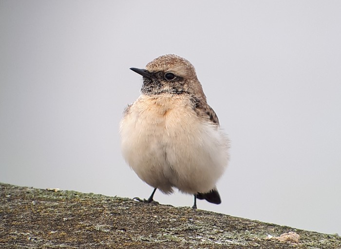 Pied Wheatear