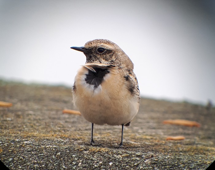 Pied Wheatear