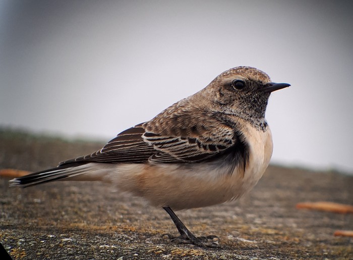 Pied Wheatear