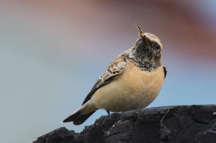 Pied Wheatear
