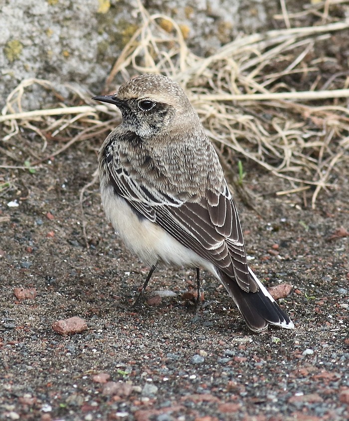 Pied Wheatear