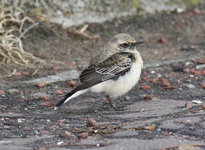 Pied Wheatear