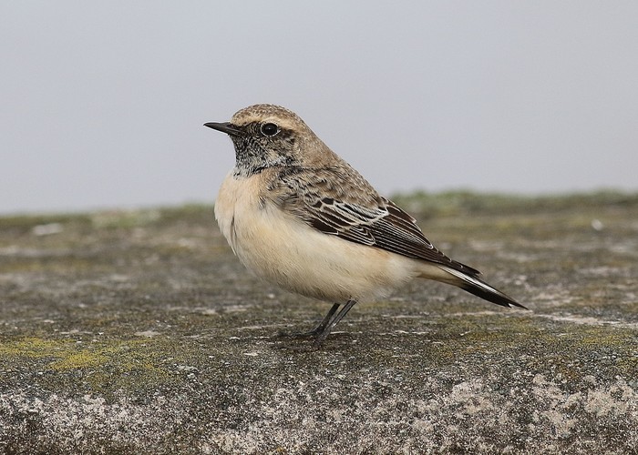 Pied Wheatear