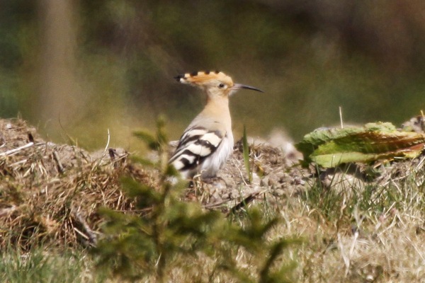 Hoopoe