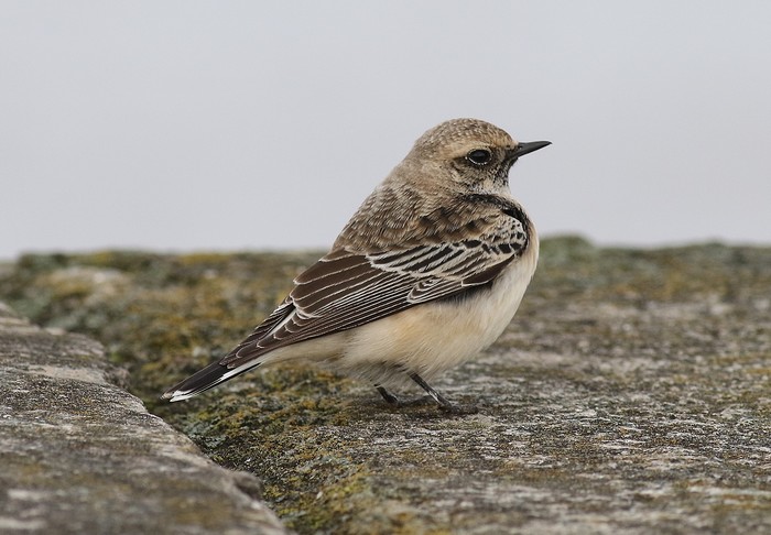 Pied Wheatear