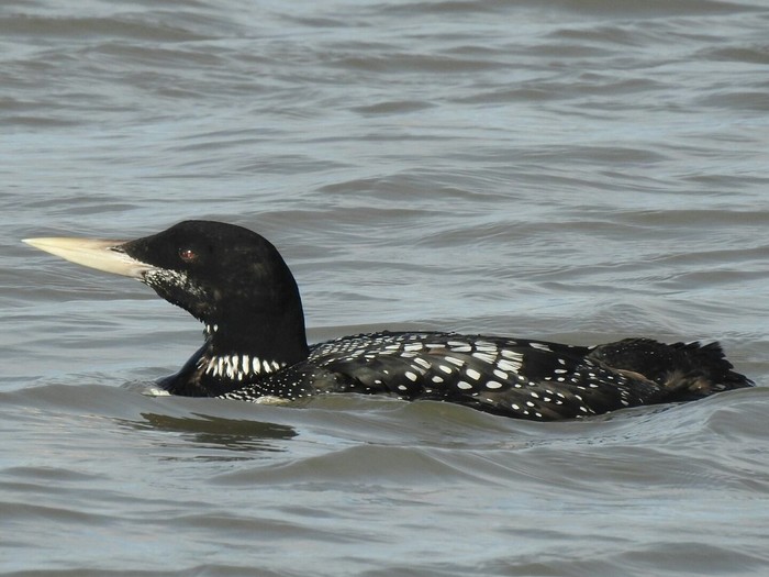White-billed Diver