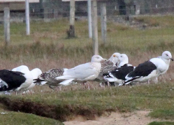 Glaucous Gull