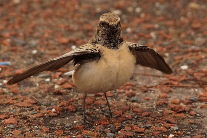 Pied Wheatear