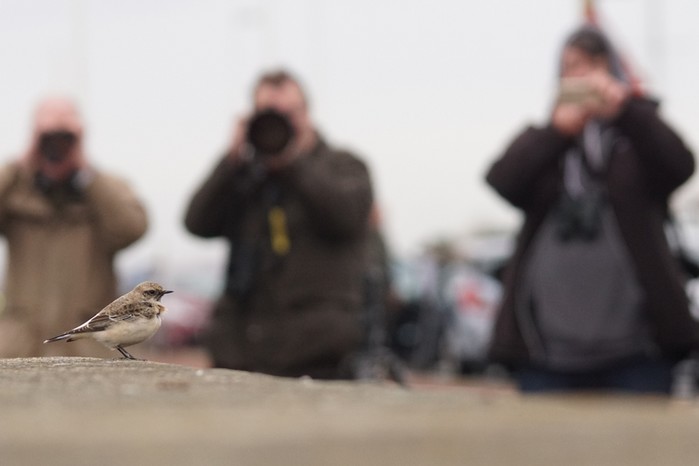 Pied Wheatear