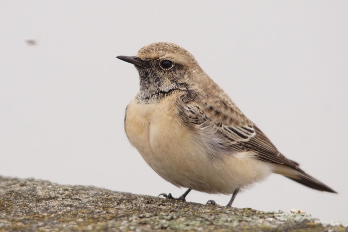 Pied Wheatear
