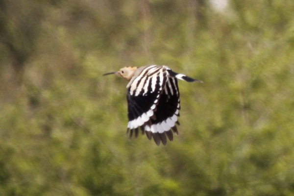 Hoopoe