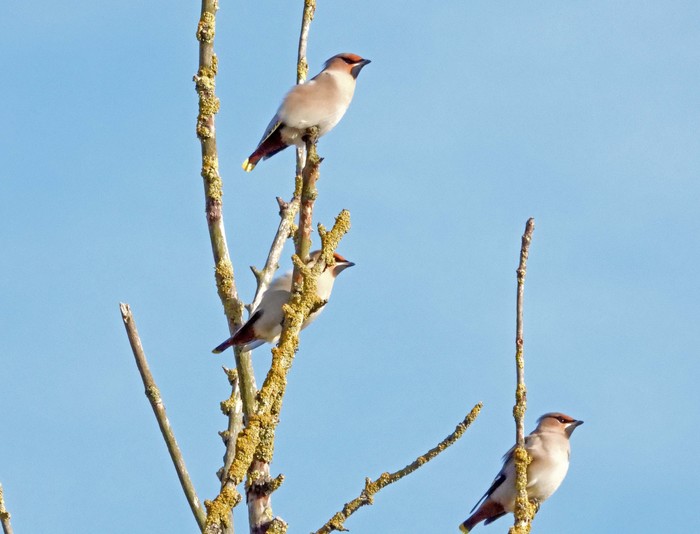 Waxwing