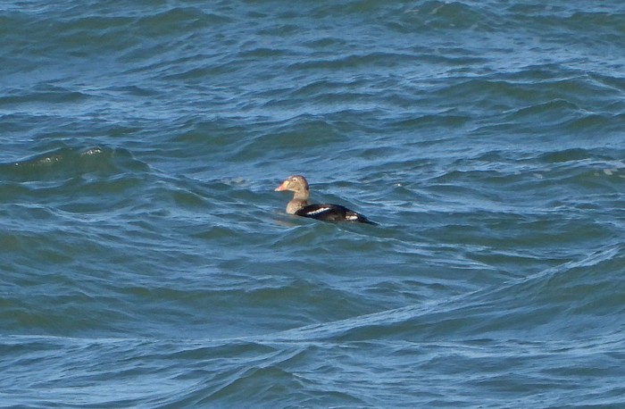 King Eider