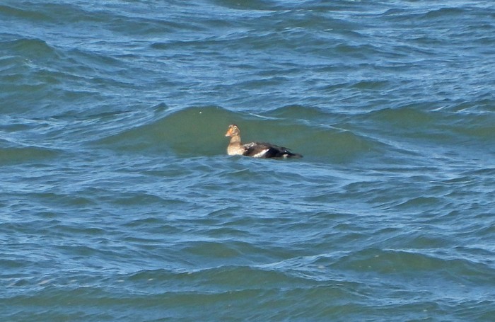 King Eider