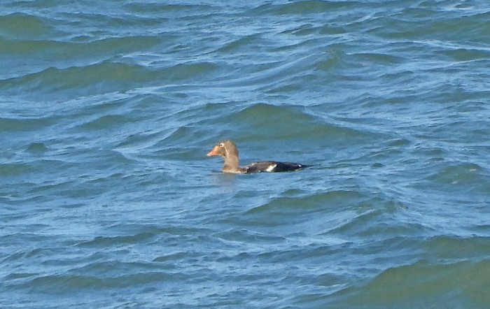 King Eider