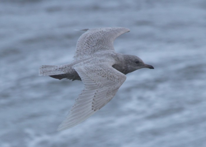 Iceland Gull
