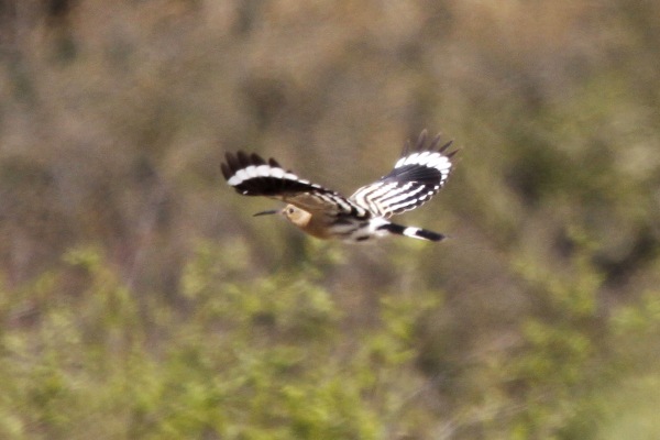 Hoopoe