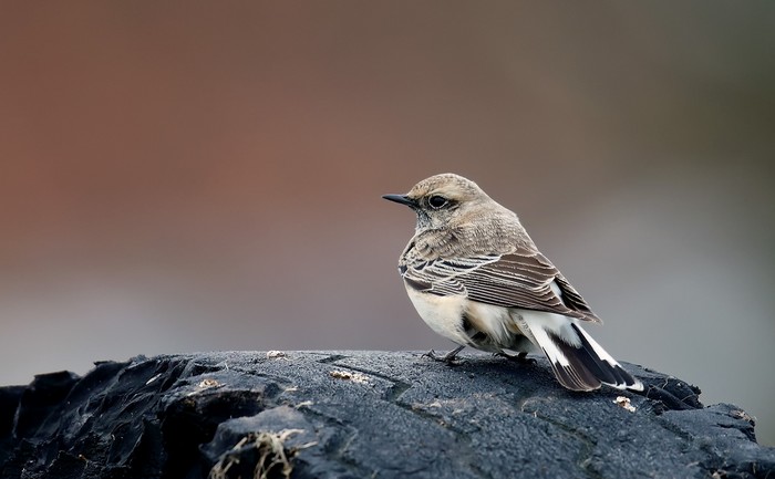 Pied Wheatear