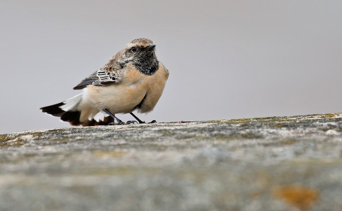 Pied Wheatear