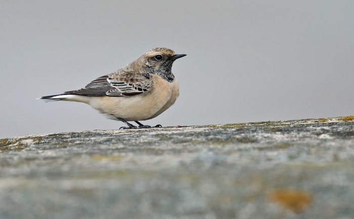 Pied Wheatear