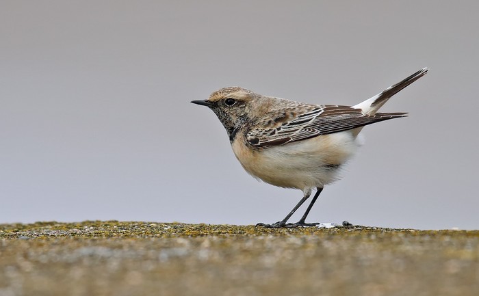 Pied Wheatear
