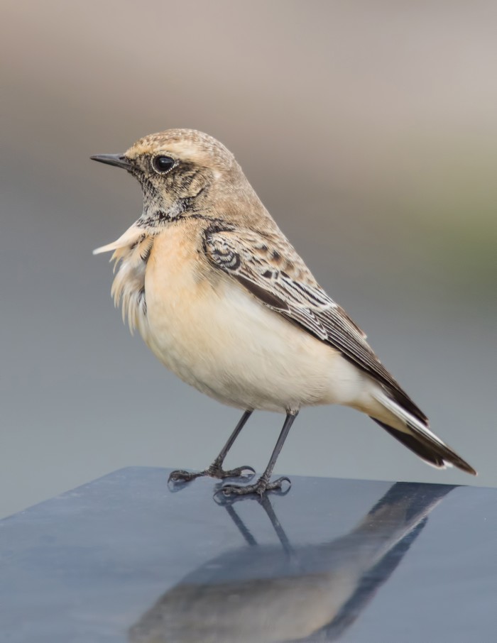 Pied Wheatear