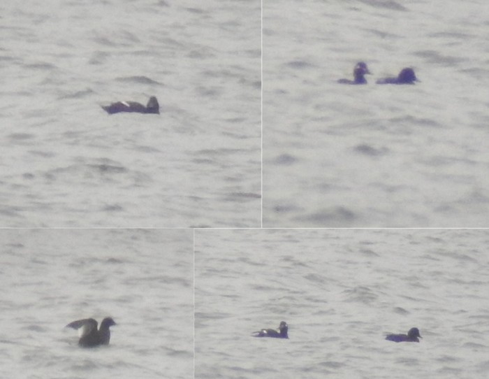 Velvet Scoter