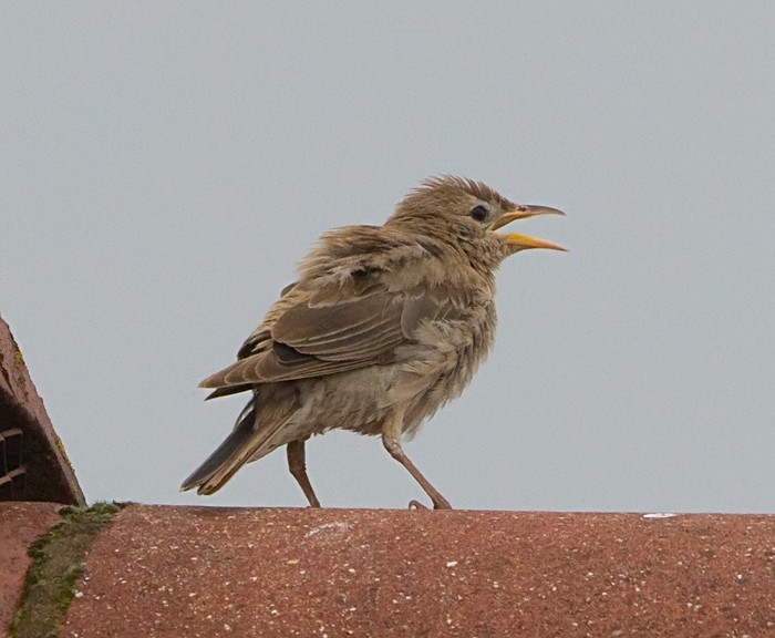 Rose-coloured Starling