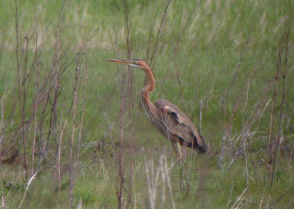 Purple Heron