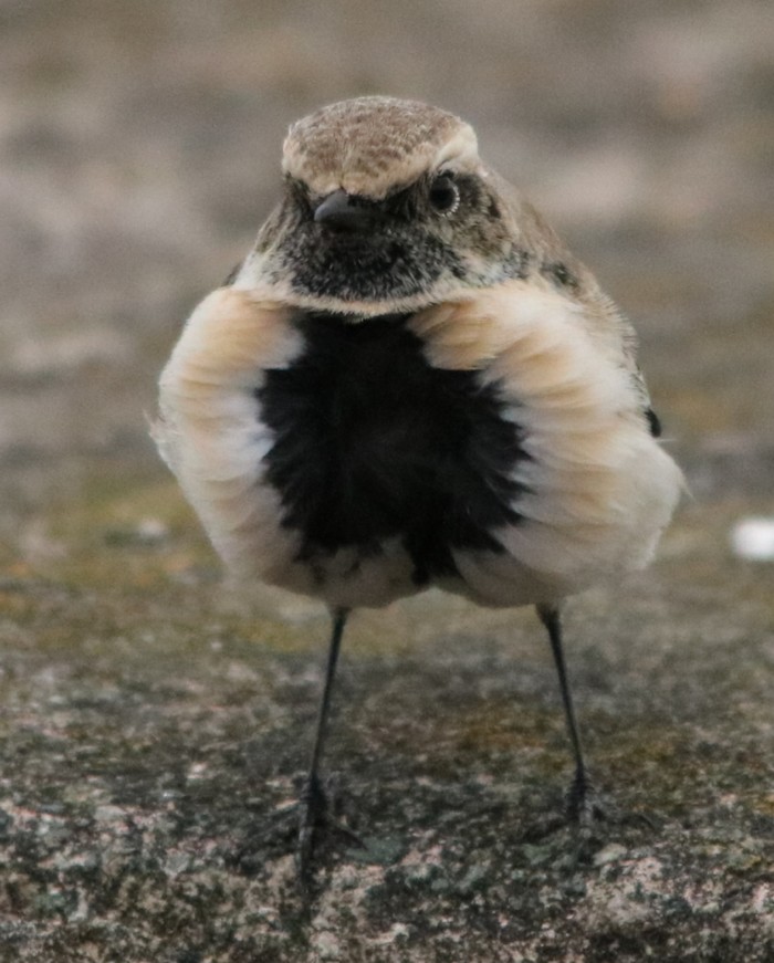 Pied Wheatear