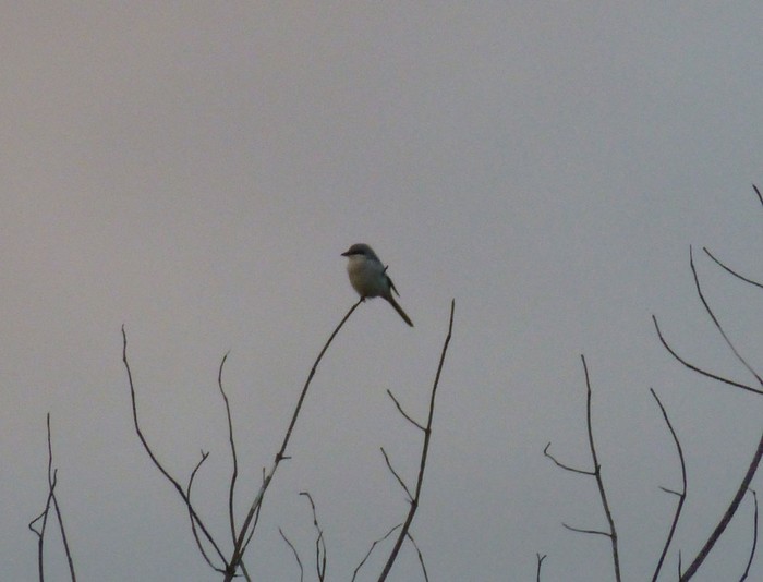 Great Grey Shrike