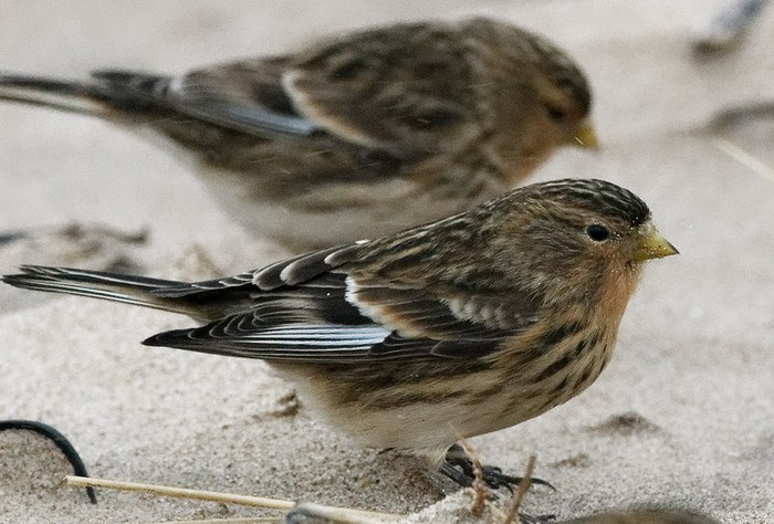 Twite