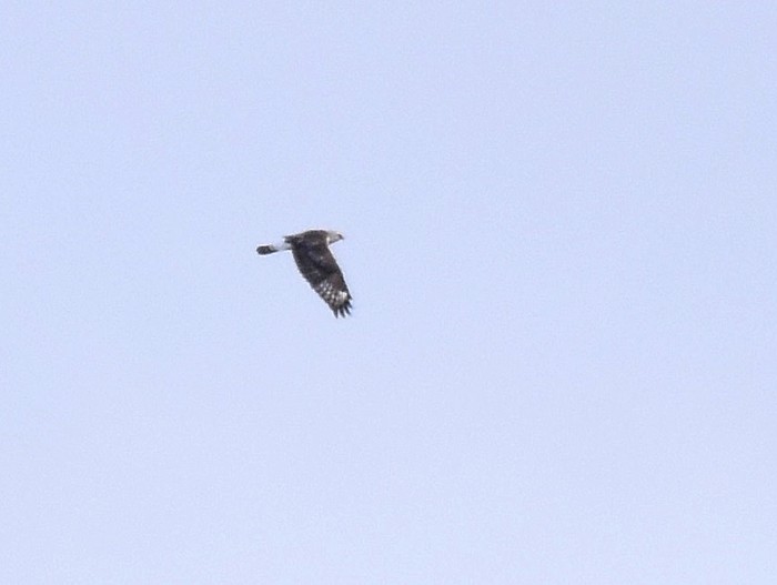 Rough-legged Buzzard