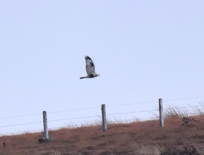 Rough-legged Buzzard