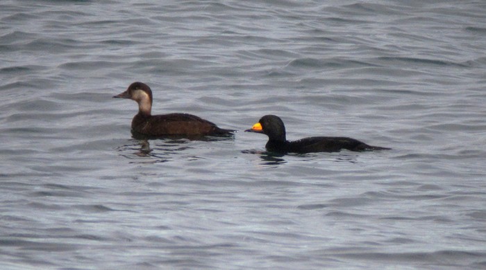 Black Scoter