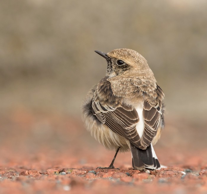 Pied Wheatear