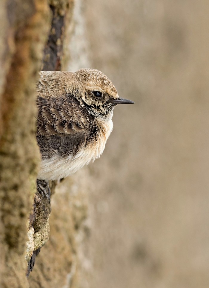 Pied Wheatear