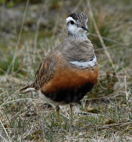 Dotterel