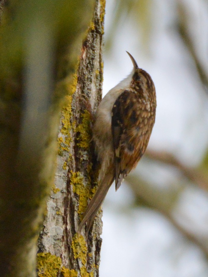 Treecreeper