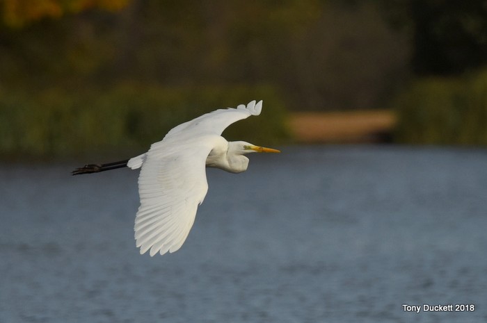 Great White Egret