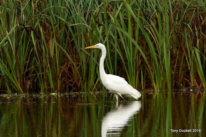 Great White Egret