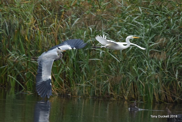 Great White Egret