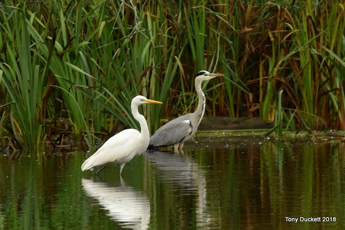 Great White Egret