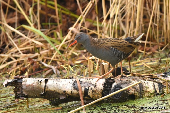 Water Rail