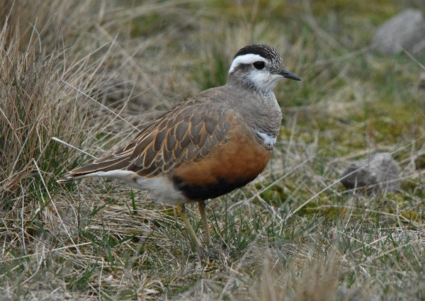 Dotterel